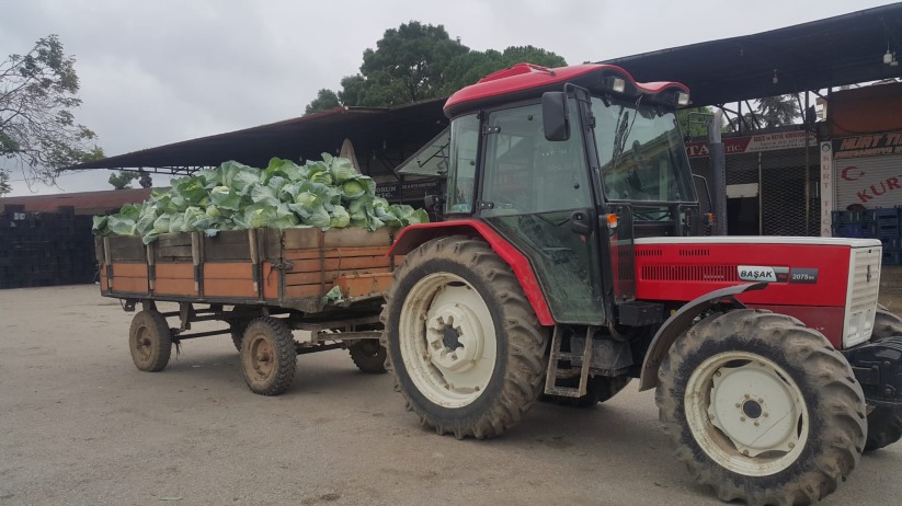 Bafra'da beklenen lahana mevsimi başladı!