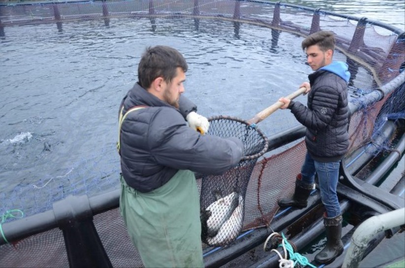 Kültür balıkları Rusya ve Japonya'ya ihraç ediliyor