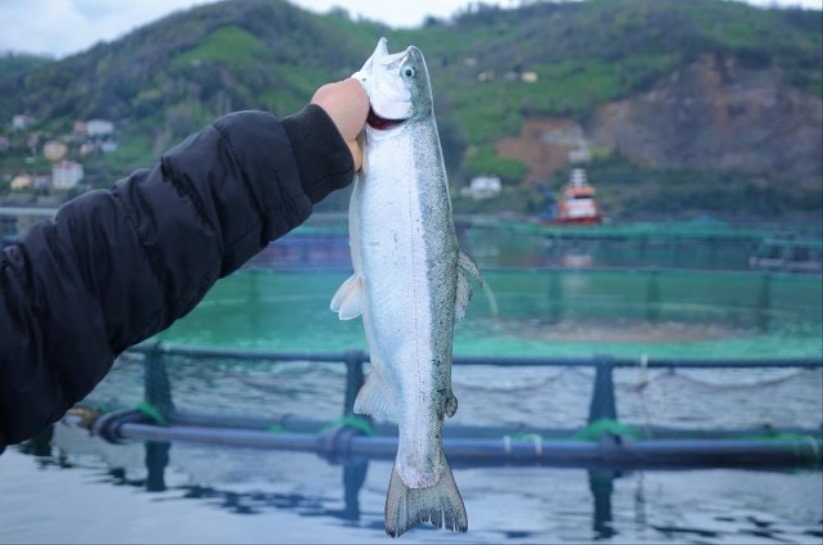 Kültür balıkları Rusya ve Japonya'ya ihraç ediliyor