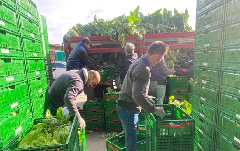 Samsun'da Karnabahar altın sezonu yaşıyor!