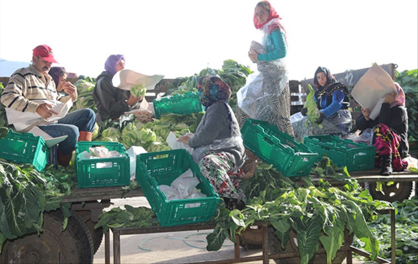 Samsun'da Karnabahar altın sezonu yaşıyor!