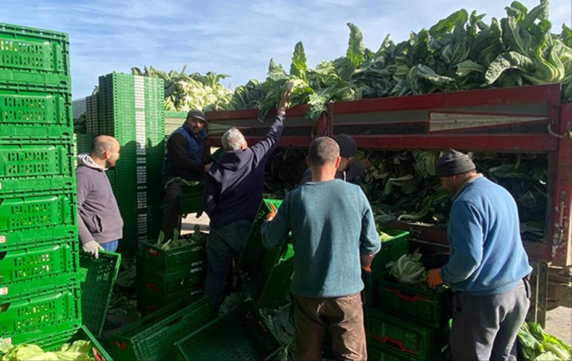 Samsun'da Karnabahar altın sezonu yaşıyor!