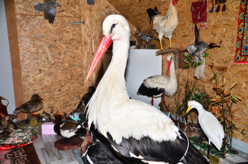 Samsun'da telef olan hayvanlar sanat eserine dönüşüyor
