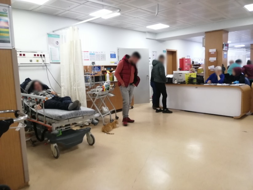 Samsun'da üşüyen kedi geceyi hastanenin acilinde geçirdi