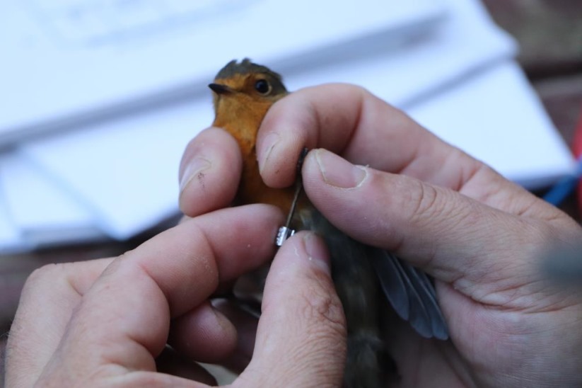 Kızılırmak Deltası Kuş Cenneti'nde 170 bin kuş halkalandı