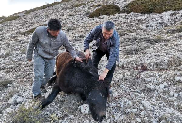 Amasya'da iki yılkı atı silahla vurulmuş halde bulundu