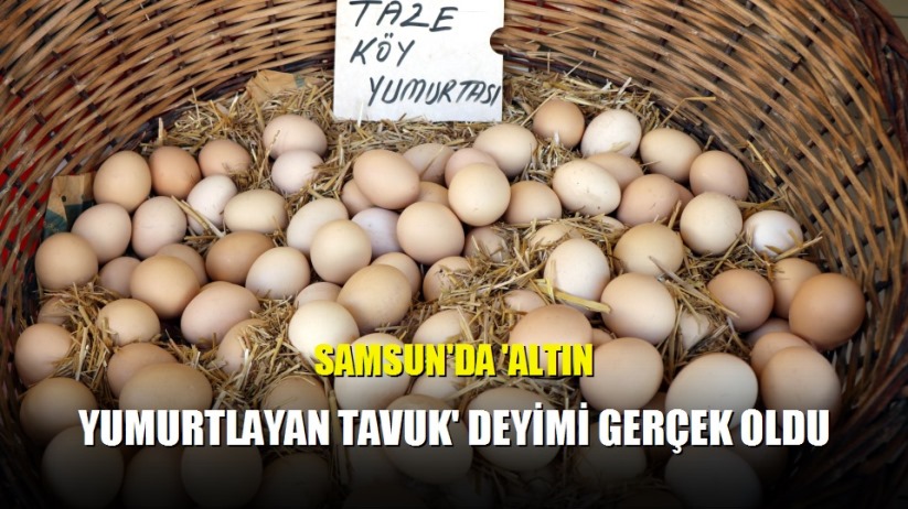 Samsun'da 'Altın yumurtlayan tavuk' deyimi gerçek oldu