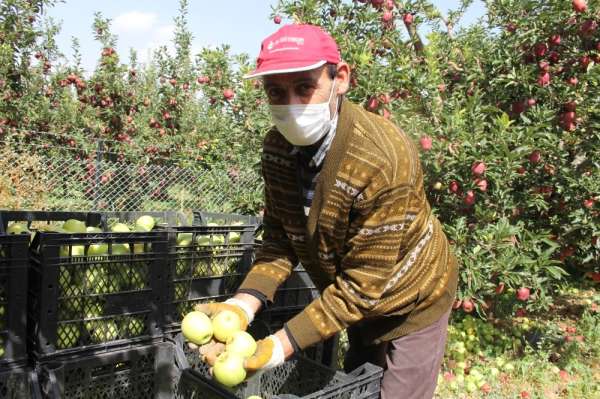 Isparta'da üretici ve tüccar elma fiyatlarından memnun 