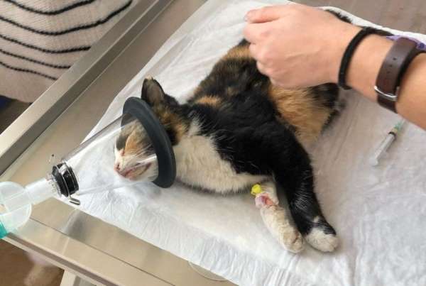 Kazada yaralanan kedinin tedavisi için seferber oldular 
