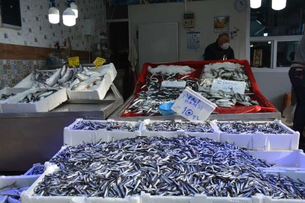 Sinop'ta balık çok, alan yok 
