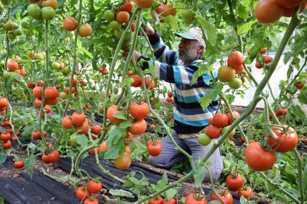 Domates fiyatında düşüş, meyvede rekor artış yaşanıyor