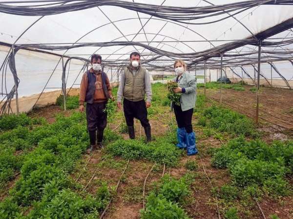 Kilis'te tarımsal üretim devam ediyor 