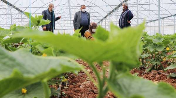 Aksaray'da tarımsal üretim sürüyor 