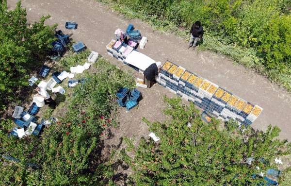 Amik Ovası'nda tarımsal üretim tüm hızıyla devam ediyor