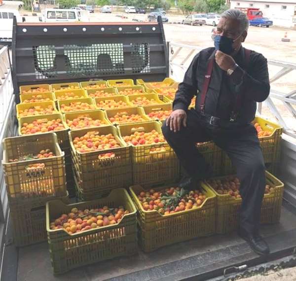 Mut'ta kayısı üreticisi fiyatlardan, tüccar kaliteden memnun 