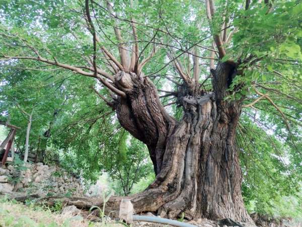 Dedelerinin dedeleri dikti, asırlık ağaçlar halen dut veriyor 