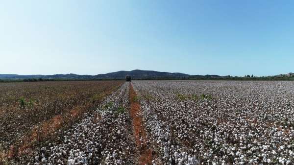 Kuraklığa rağmen, Aydın'da sulama sezonu sorunsuz sona erdi 