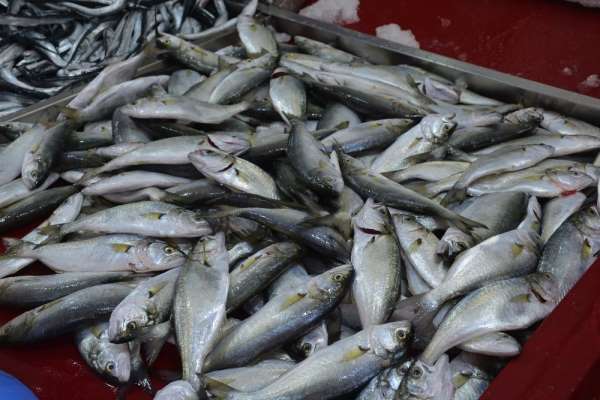 Marmara'dan giren çinekop Karadeniz'de gözüktü 