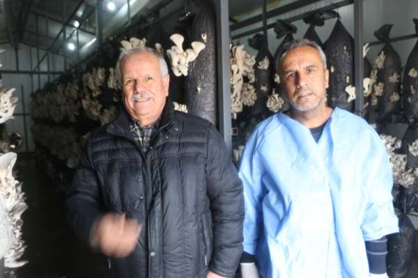 Arkadaşının tavsiyesi ile mantar tesisi kurdu