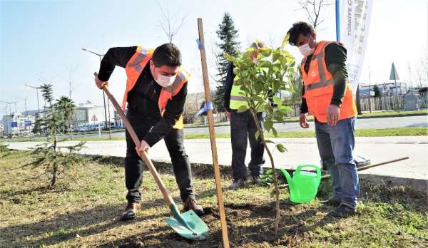 Altınordu'da 52 bin fidan topakla buluşuyor