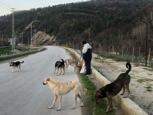 Türkeli'de sokağa çıkma kısıtlamasında sokak hayvanları unutulmadı