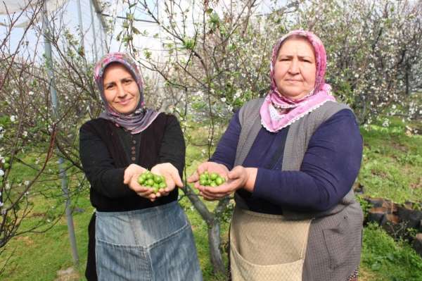 Hasat edilen 1 kilo erik, meraklısı tarafından 250 liraya satın alındı