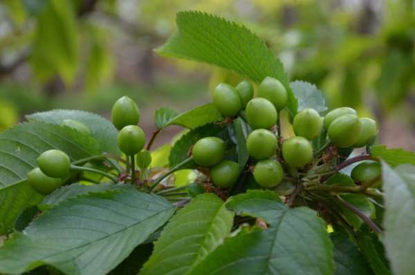 Kuzey yarım kürenin ilk kirazı hasat için gün sayıyor