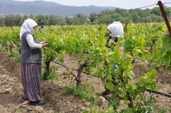 Manisa'da tarımsal üretim kesintisiz devam ediyor