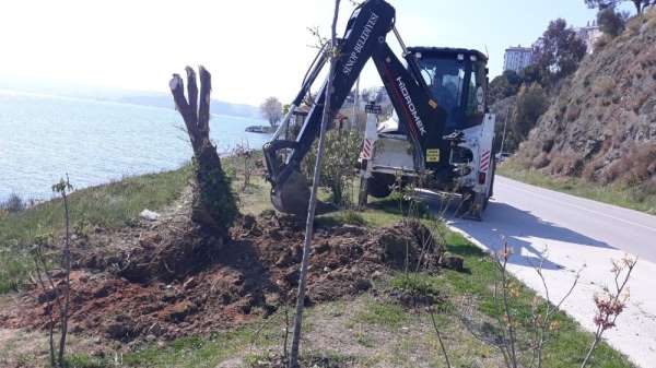 Sinop Belediyesi: 'Kayalık Sokak'taki zeytin ağaçları iyileştirildi' 