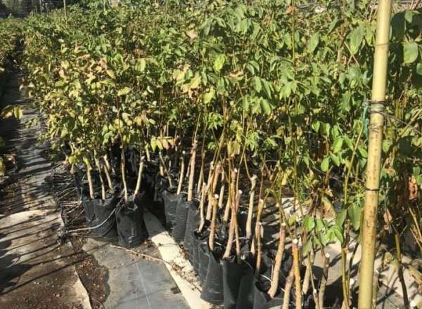 Bingöl'de çiftçilere hibeli ceviz fidanı