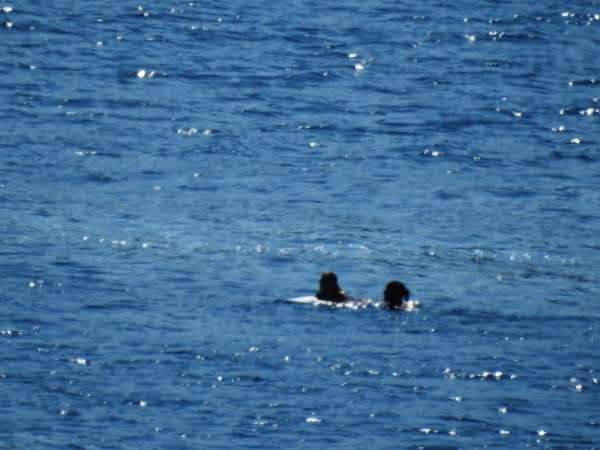 Dünyaca ünlü Formula 1 şampiyonu Lewis Hamilton Bodrum'da 