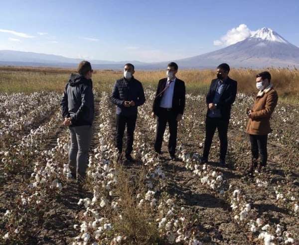 Çukurovada Pamuk hasadı zamanı 