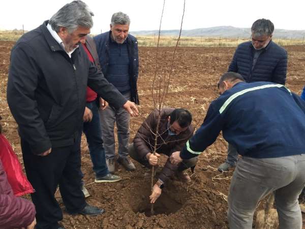 Siirt'te badem ve ceviz yetiştiriciliği yaygınlaştırılıyor
