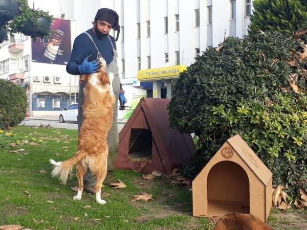 Sinop'ta sokak hayvanları bu kış üşümeyecek