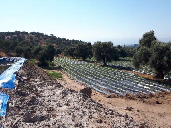 Aydınlı çiftçilere 791 bin TL'lik destek 