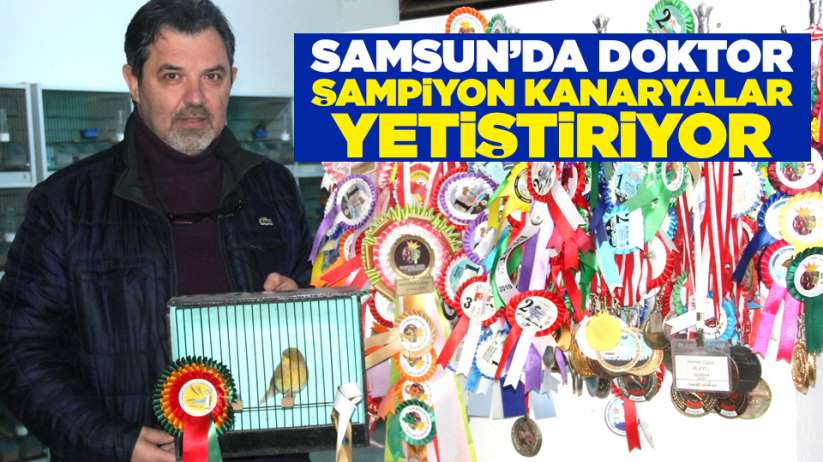 Samsun'da doktor şampiyon kanaryalar yetiştiriyor