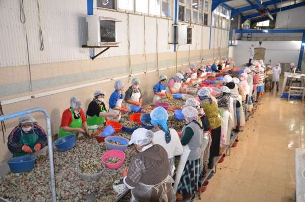 Sinop'ta salgına rağmen su ürünleri ihracatı yüzde 30 arttı 