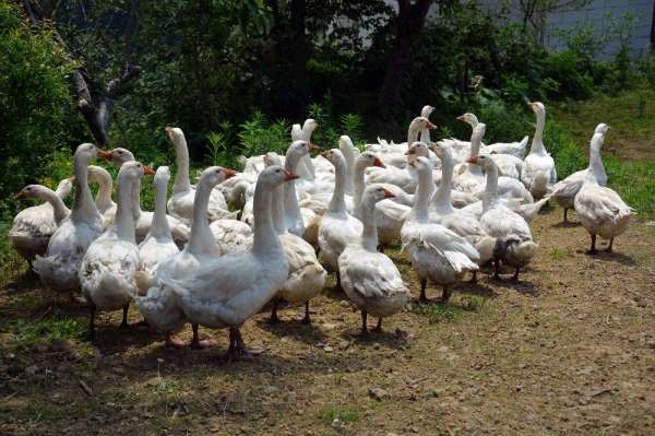 Girişimci kuzenleri 'olumsuz yorumlar' meslek edindirdi 