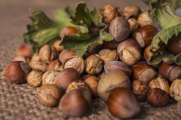 Düzce'den Haziran ayında bin 980 ton fındık ihraç edildi