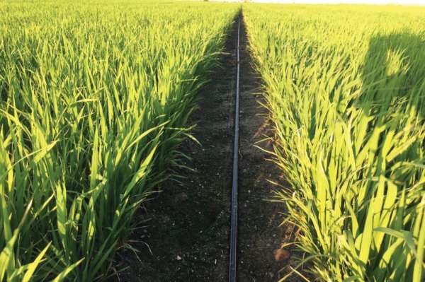 Samsun'da 30 ton soya ve 126 ton çeltik tohumu üreticilere dağıtıldı
