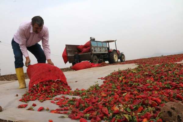 Son hasat biberler güneşe bırakılıyor 