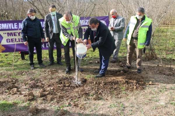 Ordu'da her ilçeye ayrı meyve