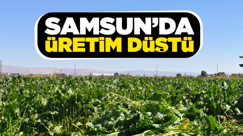 Samsun'da üretim düştü!