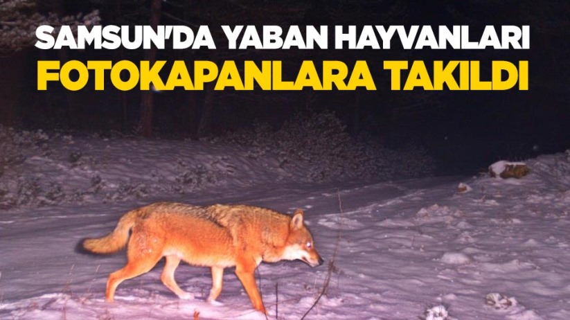 Samsun'da yaban hayvanları fotokapanlara takıldı