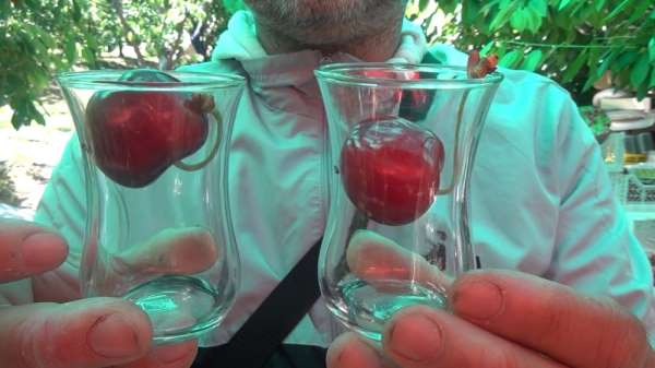Lapseki kirazı çay bardağı boğumundan geçmiyor