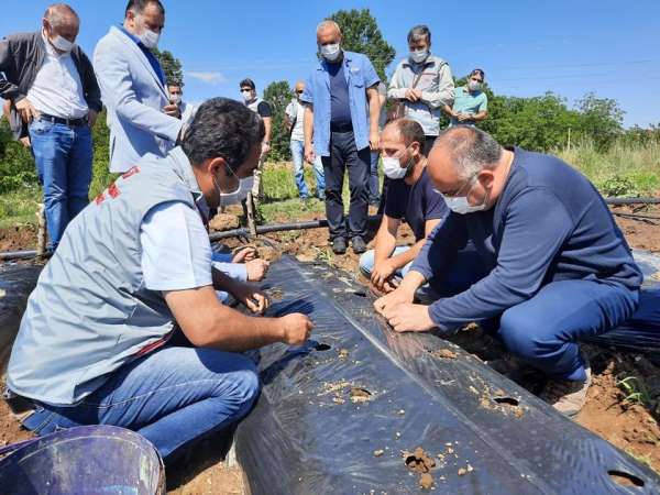 Niksar'da çilek tarımı yaygınlaşıyor