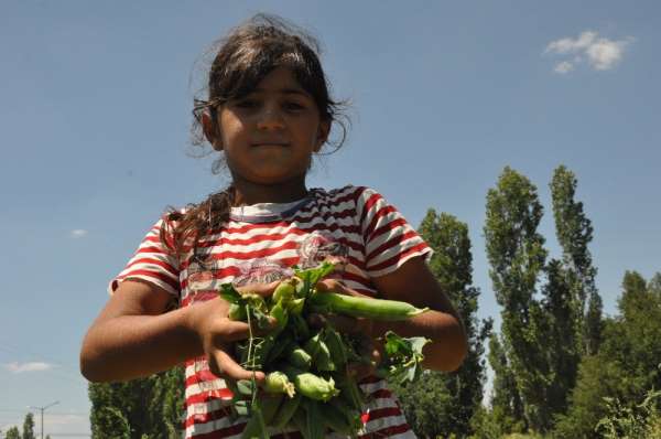 Türkiye'nin bezelye ihtiyacının yüzde 35'ini karşılayan Sinanpaşa'da hasat başla