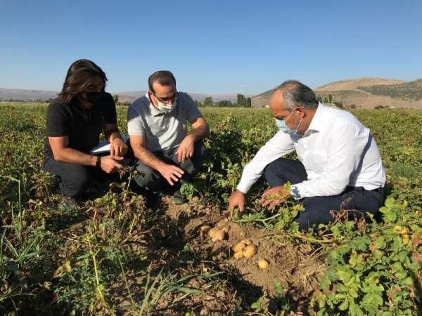 MŞÜ patates ve pancar üretiminde deneme ekimleri yaptı 