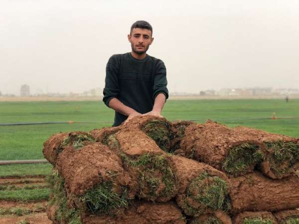 Mardin'de üretilen çimler Irak'a ihraç ediliyor 