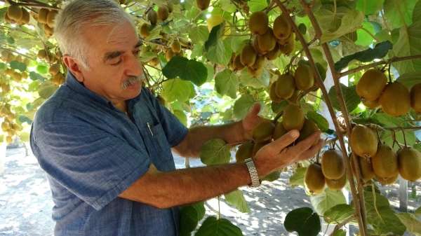 Ordu'da kivi hasadında son günler 